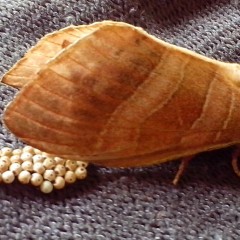 How To Get Rid of Moths in Your Home?