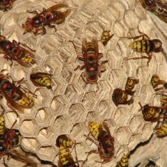 Everything You Need to Know About Hornets