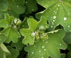 How to Prepare Your Plants for the Cold Weather