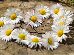 How to Keep Your Garden Looking Beautiful This Summer