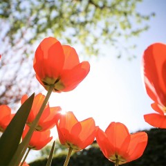 Planting Autumn Winter Bulbs With Andy Sturgeon