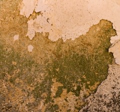 Your Essential Guide to Fixing Cracked Plaster
