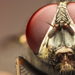 5 Best Ways for Getting Rid of Flies