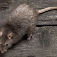 Is the plague of the ‘Super-Rat’ heading for Britain?