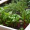 Growing Your Own Vegetables Is Easier Than You Think