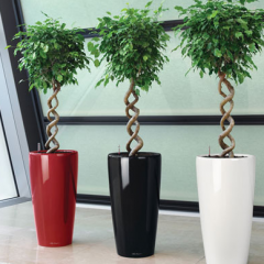 Beat the Office Blues with 3 Easy House Plants