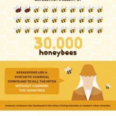 Suttons Seeds Examines the Importance of Bee-friendly Gardening